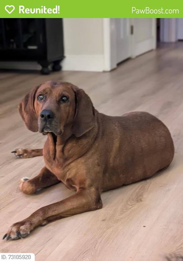 Reunited Male Dog last seen San Juan Del Rio Catholic School, Fruit Cove, FL 32259