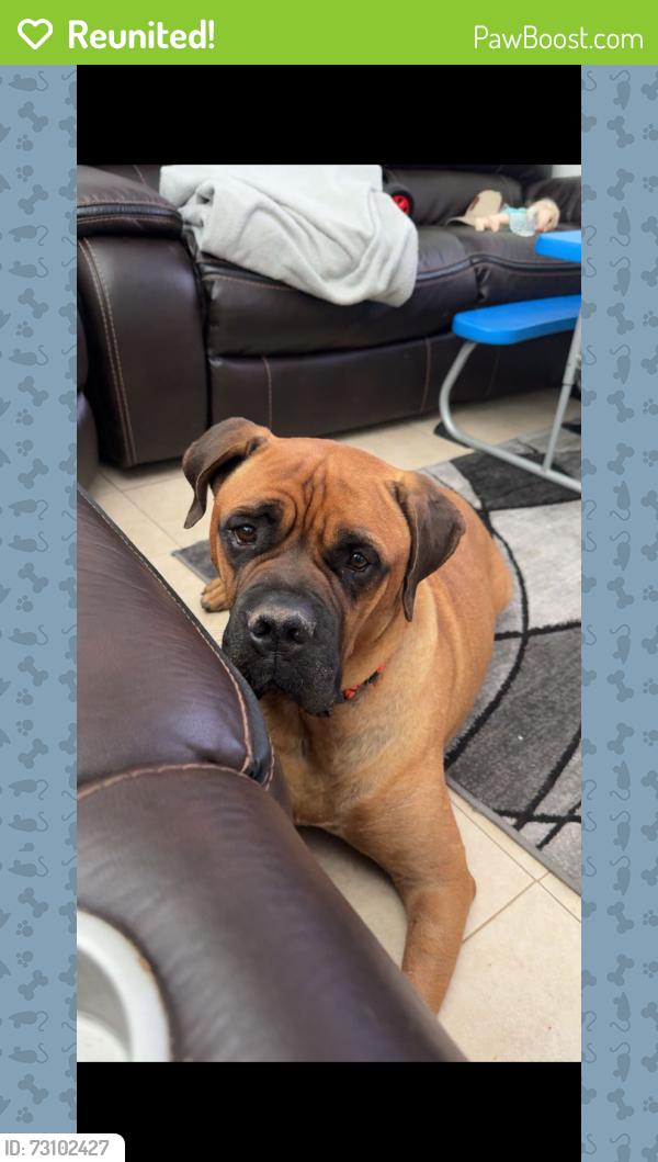 Reunited Male Dog last seen Near Wadsworth RD, Canutillo, TX 79835