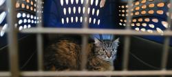 Lost Female Cat last seen Near Jeremiah Road, Newtown, CT 06482