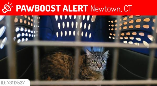 Lost Female Cat last seen Near Jeremiah Road, Newtown, CT 06482