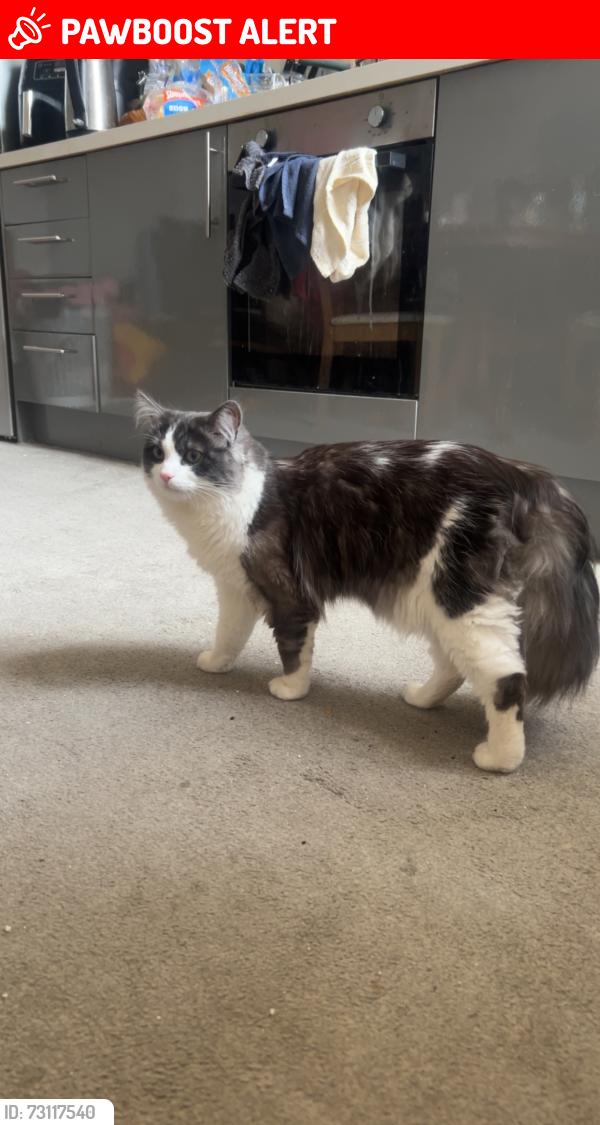 Lost Male Cat last seen mayfield road EH9 2NG, Edinburgh, Scotland EH9 2NG