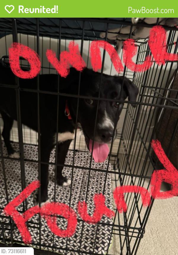 Reunited Male Dog last seen Neighborhood is Longmire on Lake Conroe, Conroe, TX 77304