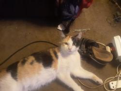 Lost Female Cat last seen Damien and Sedalia, La Verne, CA 91750