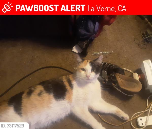 Lost Female Cat last seen Damien and Sedalia, La Verne, CA 91750