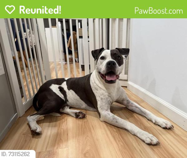 Reunited Male Dog last seen Oyster Bay Ave, Davis, CA 95616