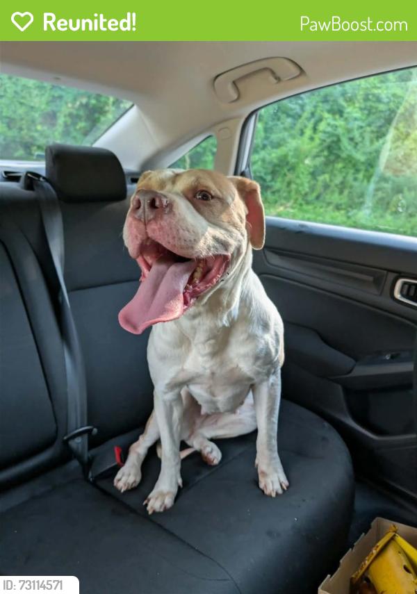 Reunited Female Dog last seen 10th and 465 on West side of Indy, Indianapolis, IN 46224