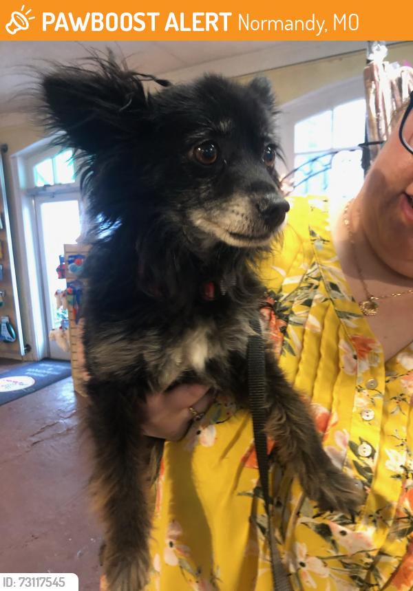 Found/Stray Male Dog last seen Normandy MO, Normandy, MO 63121