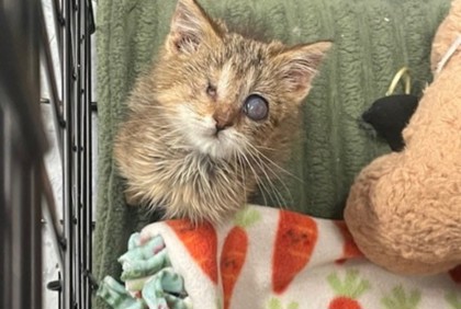 Shelter Stray Female Cat last seen Crissey Rd Toledo, Lucas County, MI, 827 Illinois Ave, Maumee, OH 43537, USA
