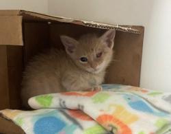 Shelter Stray Male Cat last seen Will Update memo!, Lucas County, OH, 827 Illinois Ave, Maumee, OH 43537, USA