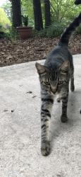 Lost Male Cat last seen Rubicon Road, peachtree city ga, Peachtree City, GA 30269