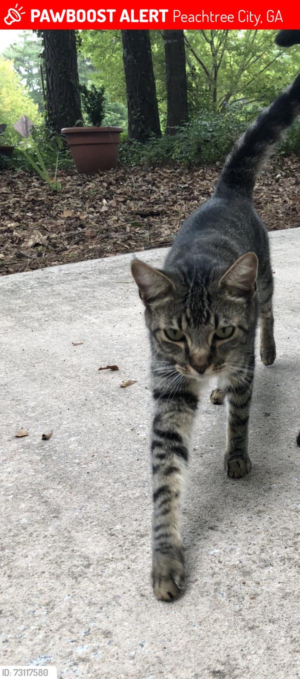 Lost Male Cat last seen Rubicon Road, peachtree city ga, Peachtree City, GA 30269