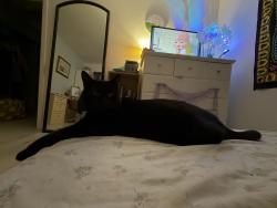 Lost Male Cat last seen mallusk, Antrim and Newtownabbey, Northern Ireland BT36 4GX