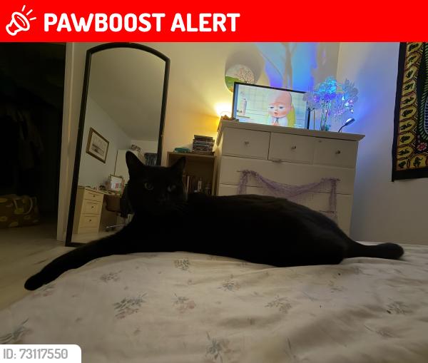 Lost Male Cat last seen mallusk, Antrim and Newtownabbey, Northern Ireland BT36 4GX