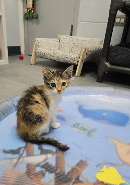 Shelter Stray Female Cat last seen Near Belltown rd, Dover,, 1639 Old Airport Rd, New Bern, NC 28562, USA