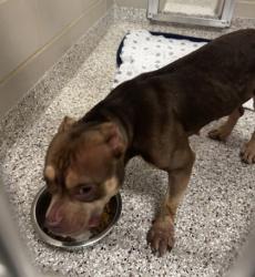 Shelter Stray Female Dog last seen Baxter St/ N Modena, Gastonia,, 1491 Business Park Ct, Gastonia, NC 28052, USA