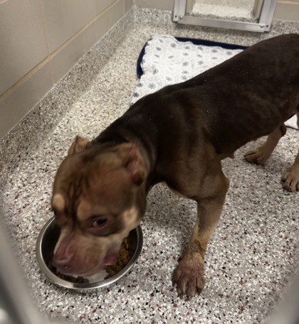 Shelter Stray Female Dog last seen Baxter St/ N Modena, Gastonia,, 1491 Business Park Ct, Gastonia, NC 28052, USA