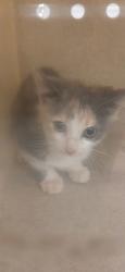 Shelter Stray Female Cat last seen Inside Nissan on Franklin, County/Unicorporated, NC, 1491 Business Park Ct, Gastonia, NC 28052, USA