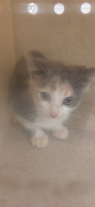 Shelter Stray Female Cat last seen Inside Nissan on Franklin, County/Unicorporated, NC, 1491 Business Park Ct, Gastonia, NC 28052, USA