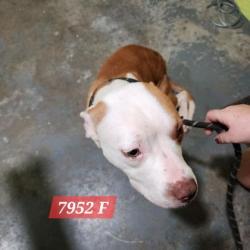 Shelter Stray Female Dog last seen Jim Hill Rd and Five Mile, Mason County,, 1965 Fairground Rd, Point Pleasant, WV 25550, USA