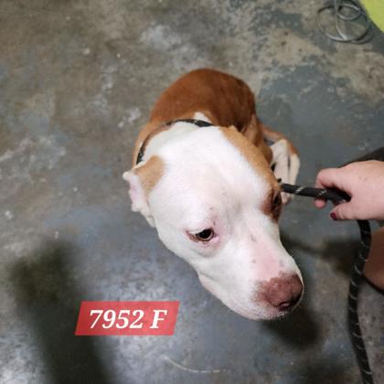 Shelter Stray Female Dog last seen Jim Hill Rd and Five Mile, Mason County,, 1965 Fairground Rd, Point Pleasant, WV 25550, USA