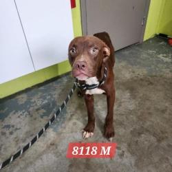 Shelter Stray Male Dog last seen Jim Hill Rd and Five Mile, Mason County,, 1965 Fairground Rd, Point Pleasant, WV 25550, USA