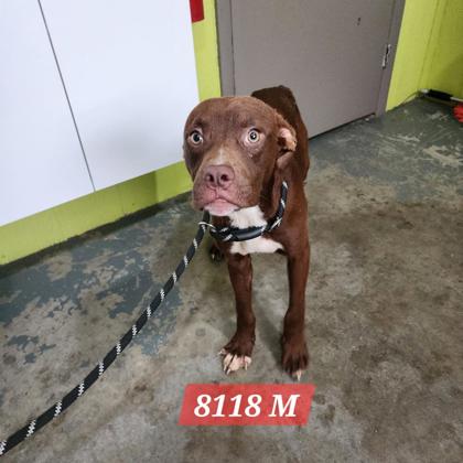 Shelter Stray Male Dog last seen Jim Hill Rd and Five Mile, Mason County,, 1965 Fairground Rd, Point Pleasant, WV 25550, USA