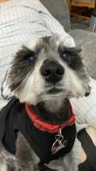 Reunited Male Dog last seen 98th university, Lubbock, TX 79423