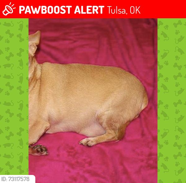 Lost Female Dog last seen 71st and yale, Tulsa, OK 74136