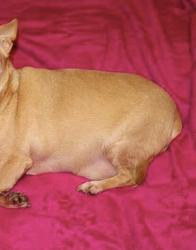 Lost Female Dog last seen 71st and yale, Tulsa, OK 74136
