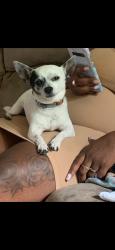 Found/Stray Male Dog last seen Cornell drive, Dayton, OH 45406