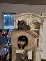 Lost Female Cat last seen Coggins across from Body Shop, Poteau, OK 74953