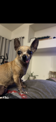 Reunited Female Dog last seen Vía Ventana and La Canada Way, Thousand Palms, CA 92276