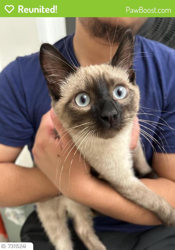 Reunited Male Cat last seen Hawthorne Blvd and Los Verdes Dr, Rancho Palos Verdes, CA 90275