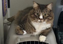 Lost Male Cat last seen Coors and Unser, Albuquerque, NM 87120