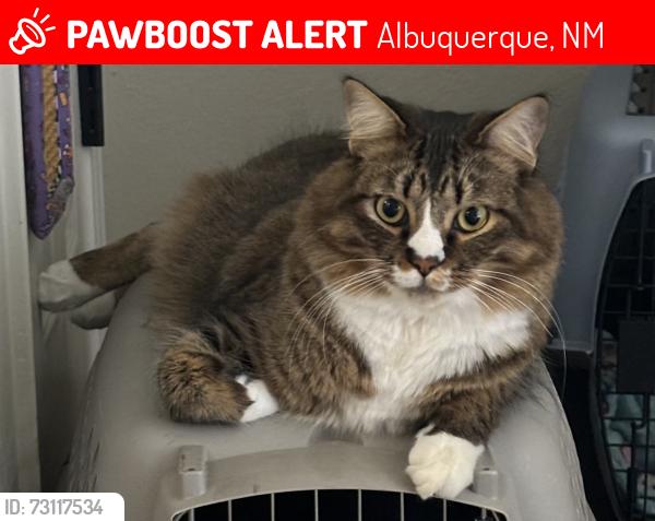 Lost Male Cat last seen Coors and Unser, Albuquerque, NM 87120