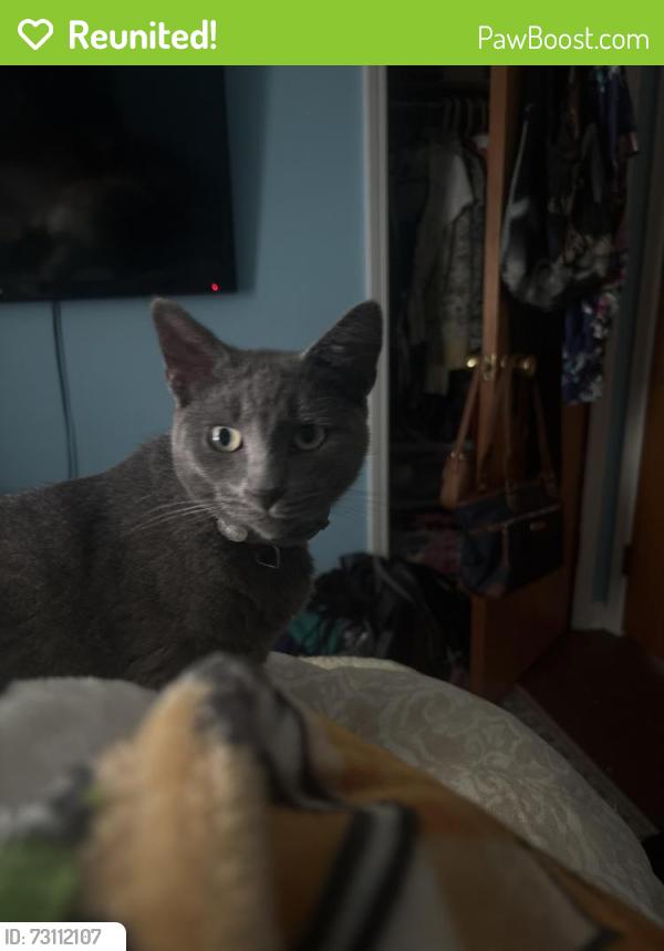Reunited Male Cat last seen Elyria Ave & Coventry place, Amherst, OH 44001
