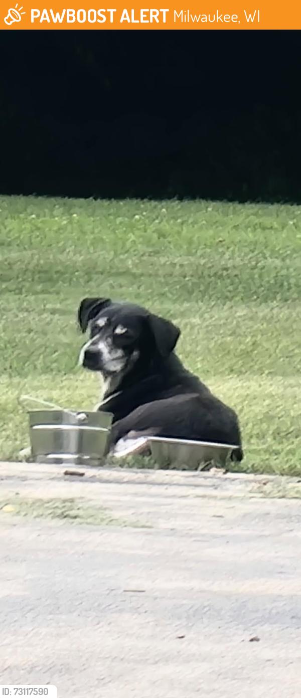 Found/Stray Unknown Dog last seen 107th and Good Hope Milwaukee, Milwaukee, WI 53224