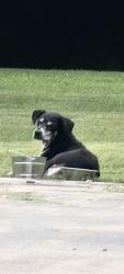 Found/Stray Unknown Dog last seen 107th and Good Hope Milwaukee, Milwaukee, WI 53224