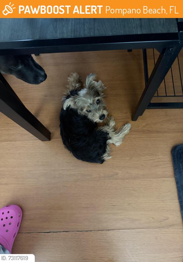 Found/Stray Male Dog last seen Copans and Dixie, Pompano Beach, FL 33060