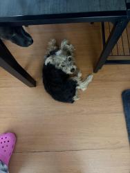 Found/Stray Male Dog last seen Copans and Dixie, Pompano Beach, FL 33060