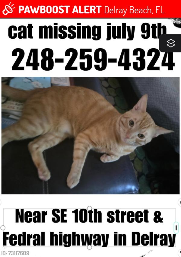 Lost Male Cat last seen SE 10th street federal highway area, Delray Beach, FL 33448