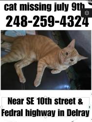 Lost Male Cat last seen SE 10th street federal highway area, Delray Beach, FL 33448