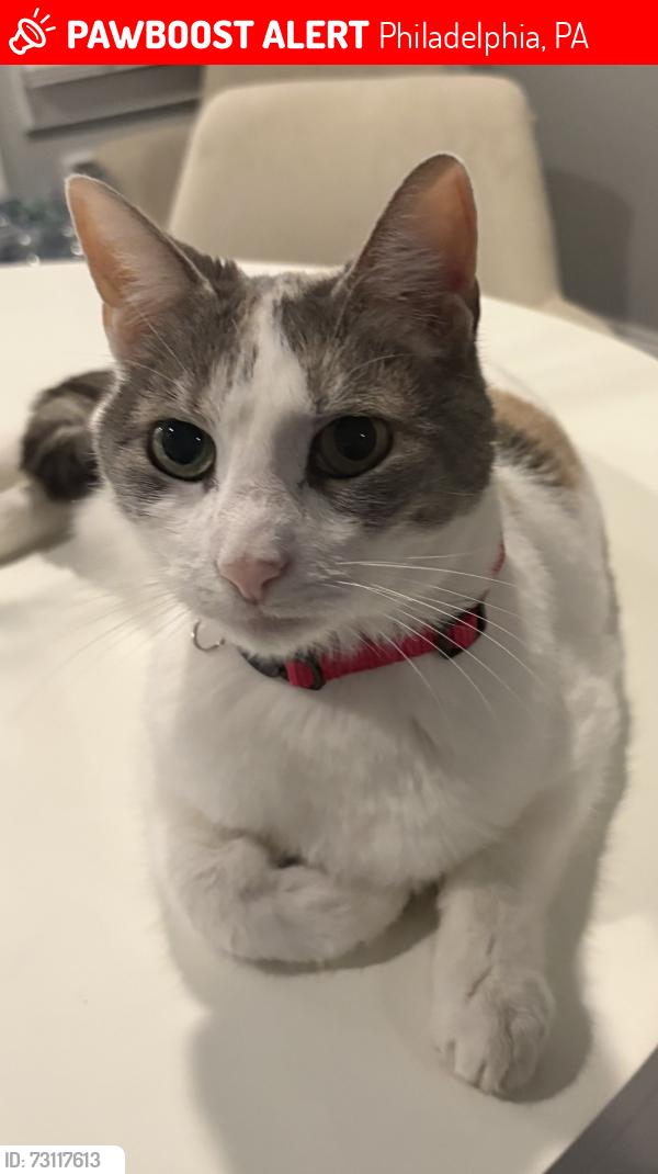 Lost Female Cat last seen Near S Rosewood Street, Philadelphia, PA 19145