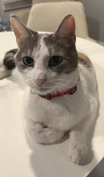 Lost Female Cat last seen Near S Rosewood Street, Philadelphia, PA 19145