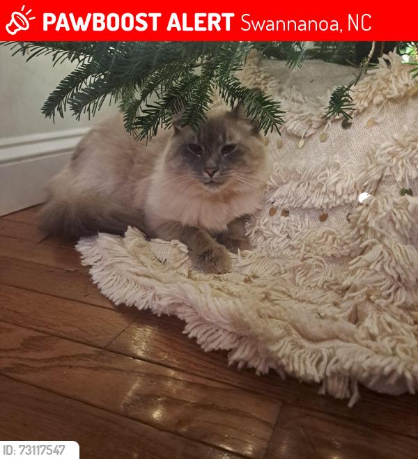 Lost Male Cat last seen W. D. Williams, Swannanoa, NC 28778