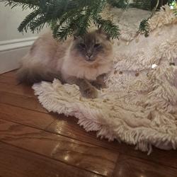 Lost Male Cat last seen W. D. Williams, Swannanoa, NC 28778