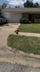 Found/Stray Male Dog last seen Scott mill, Carrollton, TX 75007