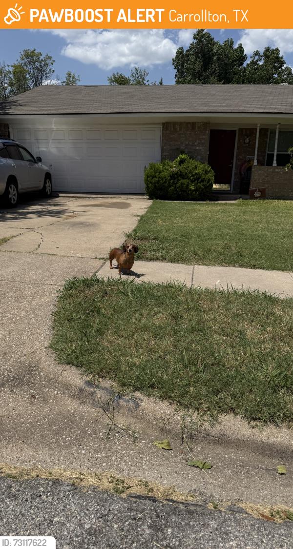 Found/Stray Male Dog last seen Scott mill, Carrollton, TX 75007