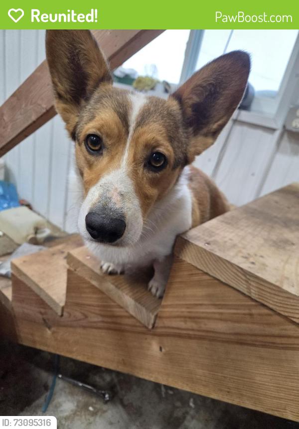 Reunited Female Dog last seen Cross streets Beech drive and Cedar road, Pulaski, WI 54162