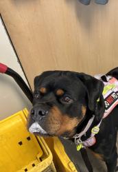 Shelter Stray Female Dog last seen Near N Medical Drive, SALT LAKE CITY, UT, 84105, 511 W 3900 S, Salt Lake City, UT 84123, USA